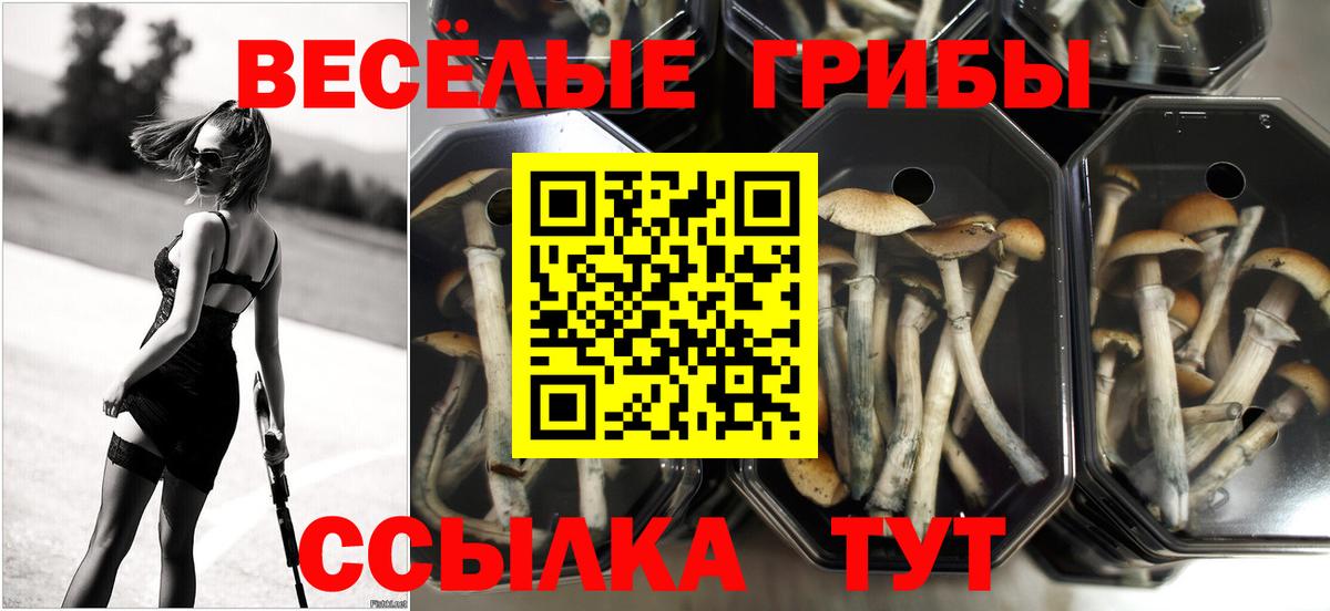 Галлюциногенные грибы прущие грибы Корсаков